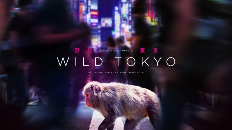 Come si accede al Wild Tokyo e che cosa trovo dentro? a Italy